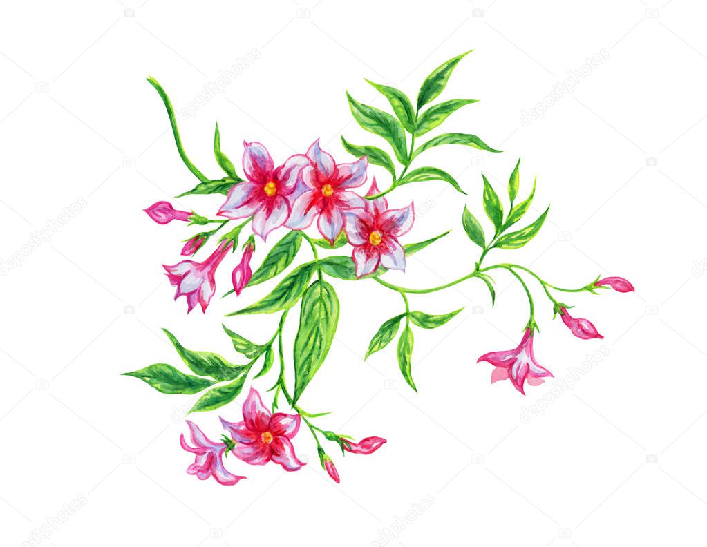 Pink jasmine, watercolor. Hand drawing of a tropical jasmine plant on a white background, isolated with clipping path.