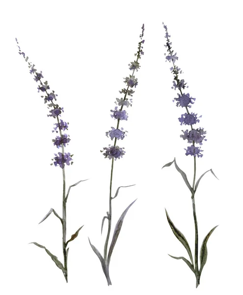 Abstracte Planten Vergelijkbaar Met Lavendel Munt Aquarel Schilderen Een Witte — Stockfoto