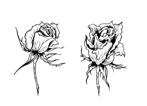 Rosas Dibujo Gráfico Blanco Negro Estilo Retro Ilustración Vectorial Floral — Vector de stock