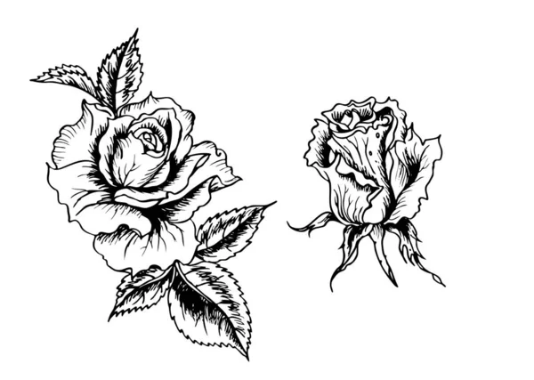 Rosas Dibujo Gráfico Blanco Negro Estilo Retro Ilustración Vectorial Floral — Vector de stock