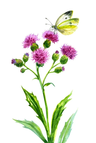 Chardon Fleuri Papillon Argousier Dessin Aquarelle Sur Fond Blanc Isolé — Photo