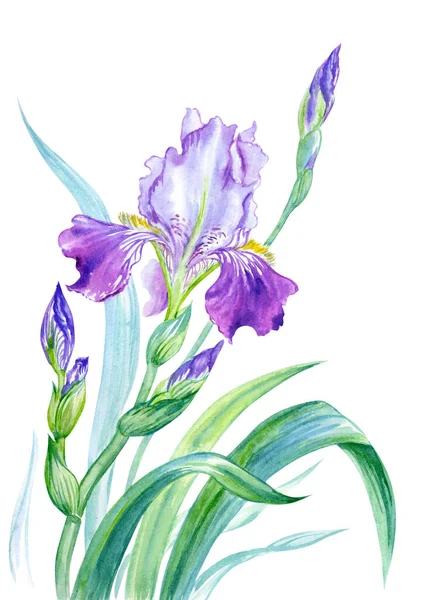 Iris Viola Con Gemme Foglie Illustrazione Acquerello Uno Sfondo Bianco — Foto Stock