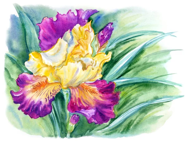 Iris Púrpura Amarillo Con Brotes Hojas Ilustración Acuarela Sobre Fondo —  Fotos de Stock