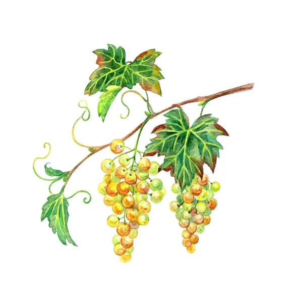 Weiße Trauben Zweig Aquarell Zeichnung Auf Weißem Hintergrund Isoliert Mit — Stockfoto
