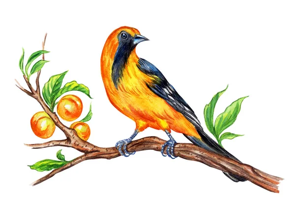 Baltimore Oriole Branch Cherry Plum Watercolor Drawing Bird White Background — Stock Photo, Image
