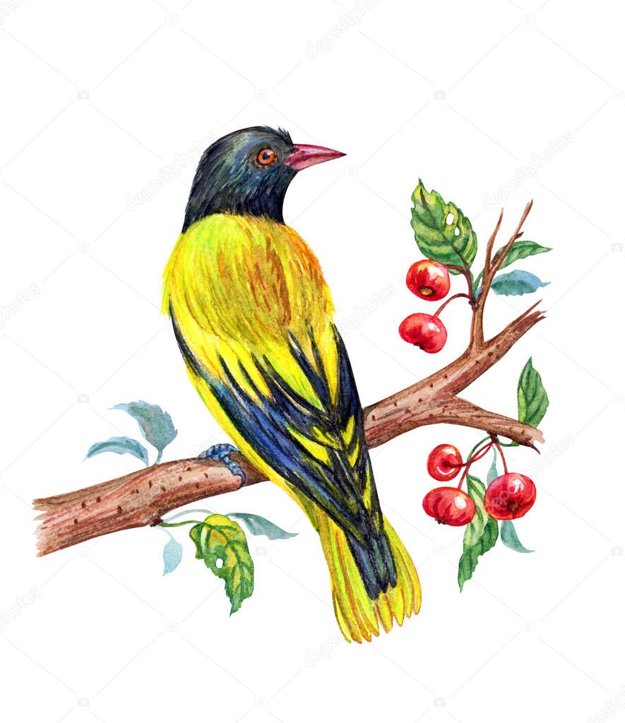 Masked Oriole on a branch of a wild apple-tree, watercolor drawing of a bird on a white background.