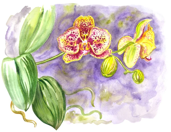 Gele Gespikkelde Orchidee Een Paarse Achtergrond Aquarel Illustratie Druk Voor — Stockfoto