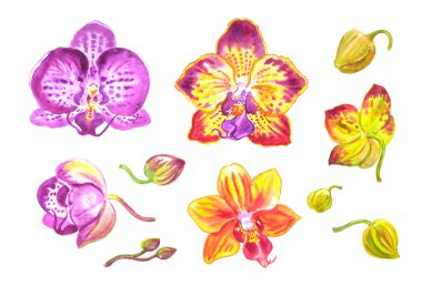Phalaenopsis orkidesinin çiçek ve tomurcukları, beyaz arka planda suluboya çizimi, izole edilmiş.