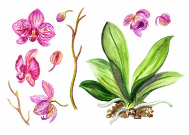 Çiçekler, tomurcuklar, pembe bir Phalaenopsis orkidesinin yaprakları, beyaz arkaplanda suluboya çizimleri. izole.