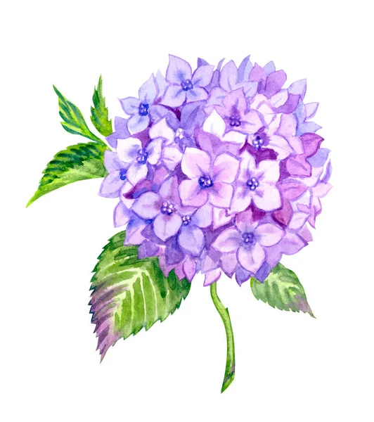 Фіолетова Гортензія Пишні Суцвіття Стеблом Листям Акварельна Ілюстрація Ботанічний Принт — стокове фото