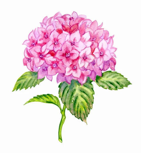 하이드라 Pink Hydrangea 줄기와 잎으로 인수구 수채화 엽서용 프린트 삽화등등 — 스톡 사진