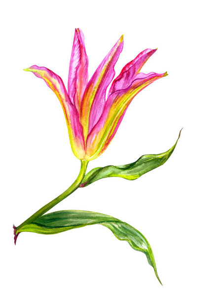 Semi-open pink lily bud, watercolor illustration on white background, isolated, floral print for different designs.
