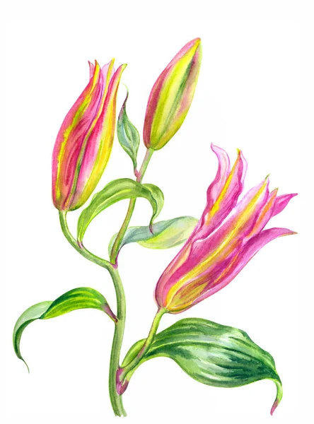 Κλάδος Ροζ Μπουμπούκια Κρίνου Ακουαρέλα Εικονογράφηση Λευκό Φόντο Απομονωμένη Floral — Φωτογραφία Αρχείου