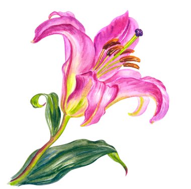 Beyaz arka planda pembe suluboya zambaklar izole edilmiş suluboya resimler kumaş için çiçek deseni, kartpostallar. poster ve diğer tasarımlar.