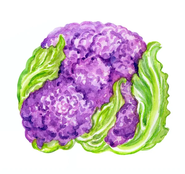 Mor Karnabahar Brassica Oleracea Var Botrytis Beyaz Arkaplanda Suluboya Çizimi — Stok fotoğraf