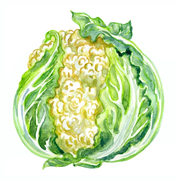 Kalafior Brassica Oleracea Var Botrytis Ilustracja Akwarela Białym Tle Druk — Zdjęcie stockowe