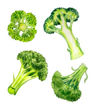 Brokoli Lahanası (Brassica oleracea var.Italica), beyaz arka planda suluboya resim, kitaplar için botanik illüstrasyon, ev eşyaları, kartpostallar, vs..