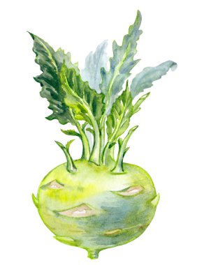 Kohlrabi lahanası (Brassica oleracea var. gongylodes), beyaz arkaplanda suluboya çizimi, kitaplar için botanik illüstrasyon, ev eşyaları, kartpostallar, vs..