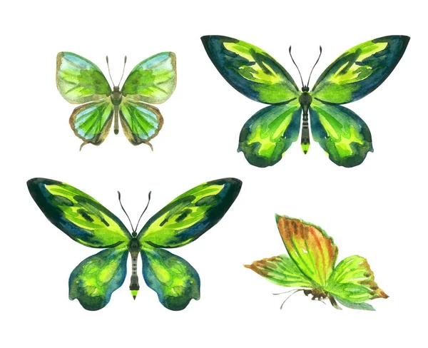 一组绿色的蝴蝶 水彩画在白色的背景上 与世隔绝 昆虫的动物学图解 印刷品和其他设计 — 图库照片