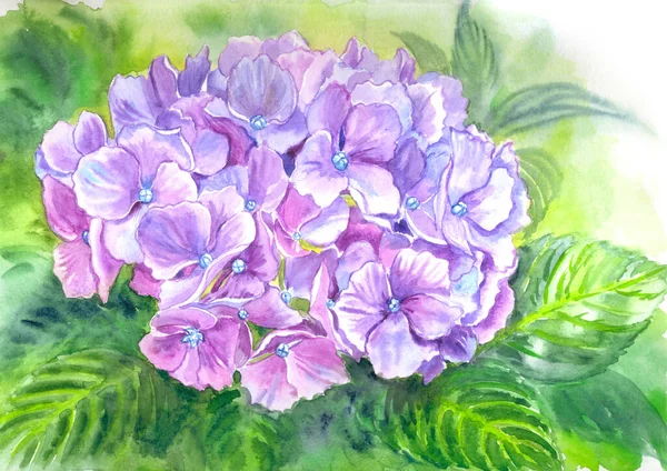 Lila Hortensien Inmitten Des Grüns Garten Aquarell Illustration Druck Für — Stockfoto