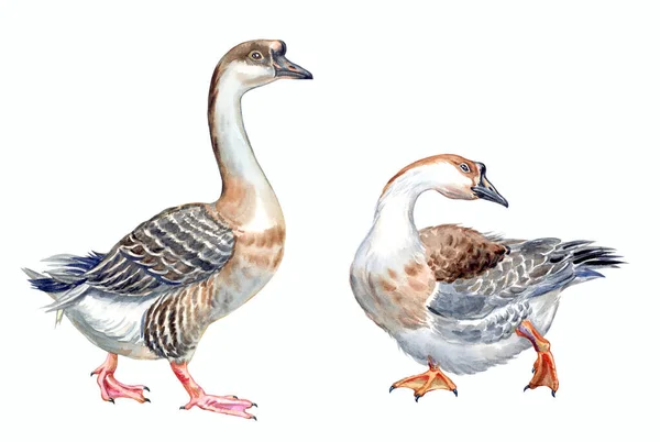 Két Liba Akvarell Illusztráció Fehér Alapon Zoológiai Illusztráció Könyvhöz Enciklopédiához — Stock Fotó
