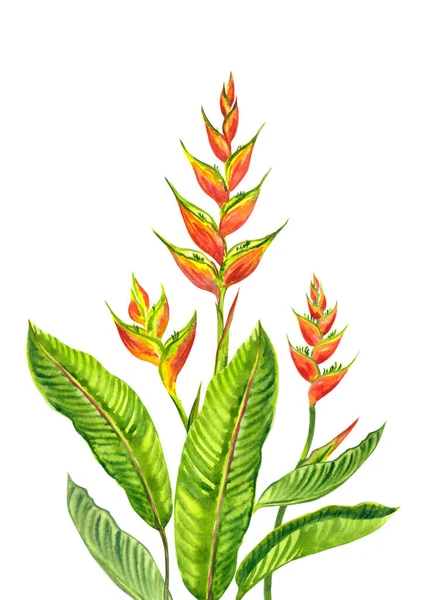 Heliconia Planta Tropical Acuarela Ilustración Arte Cartel Impresión Pinturas Libro —  Fotos de Stock