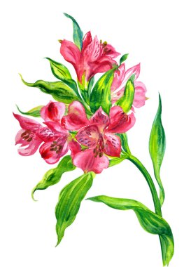 Kırmızı Alstroemeria çiçekleri (İnkaların Zambağı), beyaz arka planda suluboya çizimi, poster, resim, tebrik kartı, ev eşyaları öğretim görevlisi, vb..