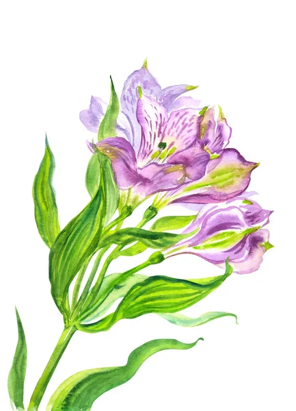 Delicati Fiori Alstroemeria Viola Illustrazione Acquerello Sfondo Bianco Stampa Floreale — Foto Stock