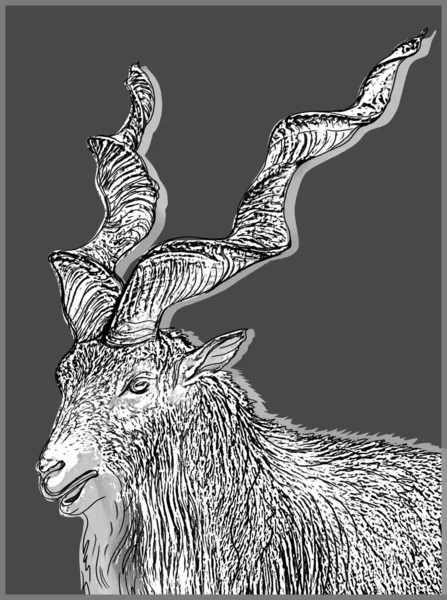 Mountain Goat Black White Digital Illustration Zoological Print Poster Postcard — Stock Photo, Image