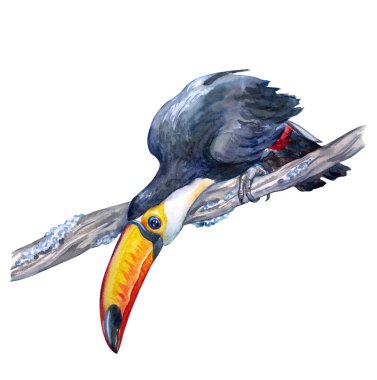 Bir dalda Toco Toucan (Ramphastos toko), beyaz arka planda suluboya çizimi, poster, kartpostal, kitap illüstrasyonu, ev mobilyaları, vb..