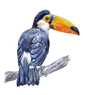 Bir dalda Toco Toucan (Ramphastos toko), beyaz arka planda suluboya çizimi, poster, kartpostal, kitap illüstrasyonu, ev mobilyaları, vb..