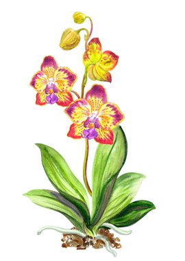 Çiçekler, tomurcuklar, saplar ve yapraklar ile falaenopsis orkidesi, tekstil, kartpostallar, kitap illüstrasyonları, ev eşyaları ve diğer tasarımlar için çiçek baskısı.