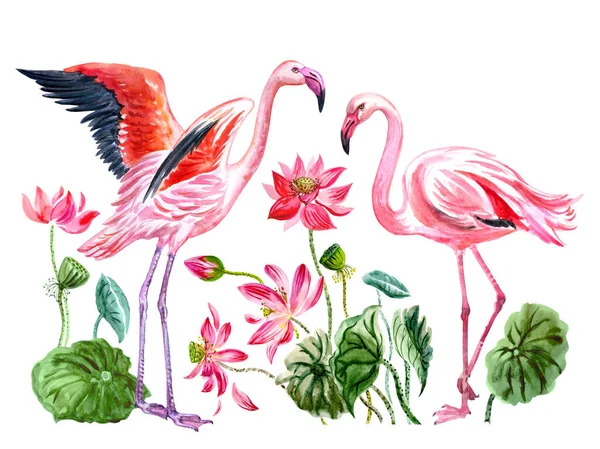 Flamingos Lotuses Watercolor Illustration White Background Tropical Flowers Birds Print — Stock Photo, Image