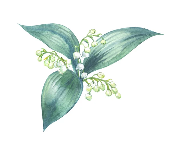 Ensemble botanique, brindilles de mûres avec des baies, peinture à l' aquarelle sur fond blanc isolé avec chemin de coupe . — Jardin, Framboise -  Stock Photo | #238514914