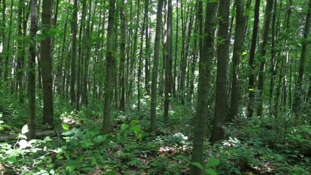 Bruit Venteux Forest — Video