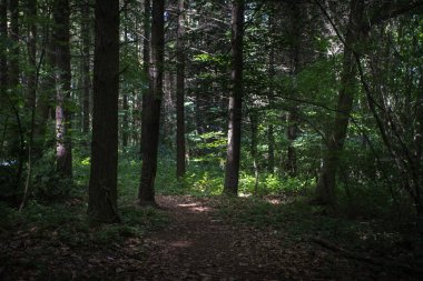 İstanbul 'daki Belgrad Ormanı 