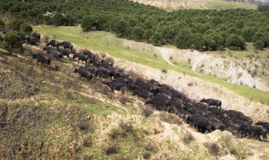 su bufalo ve yaban hayatı