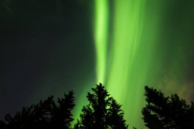 Beautiful colors of the Northern Lights (Aurora Borealis) behind a silhouetted treeline in Alberta, Canada