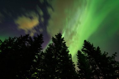 Beautiful colors of the Northern Lights (Aurora Borealis) behind a silhouetted treeline in Alberta, Canada