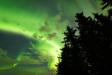 Beautiful colors of the Northern Lights (Aurora Borealis) behind a silhouetted treeline in Alberta, Canada