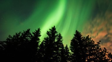 Beautiful colors of the Northern Lights (Aurora Borealis) behind a silhouetted treeline in Alberta, Canada