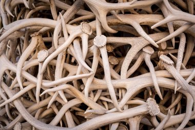 Stack of elk antlers in Jackson, Wyoming, creating an abstract background for hunting or wildlife clipart