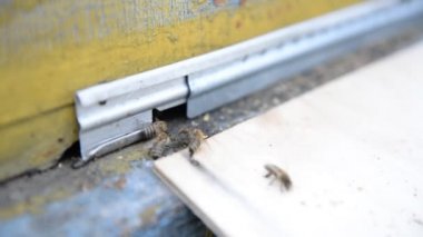 Kovan. Arılar dokunun yakınındaki polen, yakın çekim getiriyor. Arı arı kovanı 