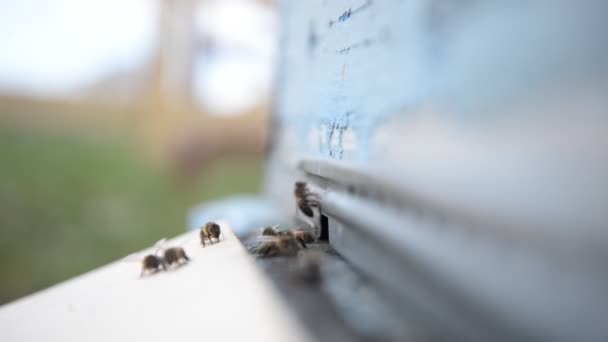 ハイブ 水道の蛇口付近の蜂は クローズ アップをもたらしています 養蜂場のミツバチ — ストック動画