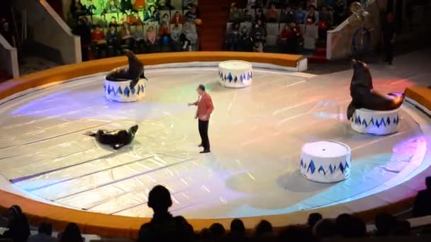 Ufa Rusia Diciembre 2014 Actuación Circo Ufa Artistas Acróbatas Animales — Vídeos de Stock