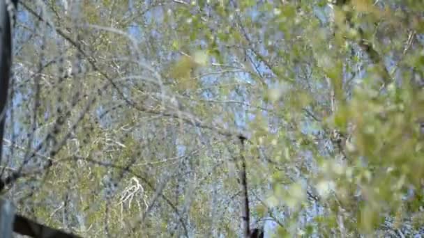 Gevangenis Landschap Met Prikkeldraad Hek Tegen Achtergrond Van Berken Hemel — Stockvideo