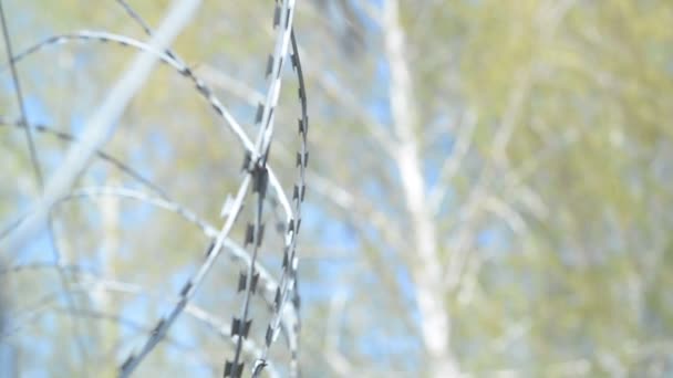 Prison Landscape Barbed Wire Fence Background Birches Sky — Stock Video