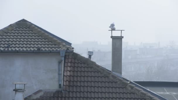 Foggy Morning Seaside Town Tiled Roofs Low Rise Buildings — Stock Video