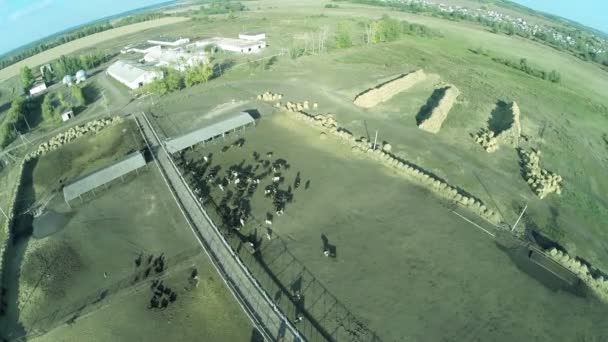 Mini Dairy Cattle Farm Luchtfoto — Stockvideo