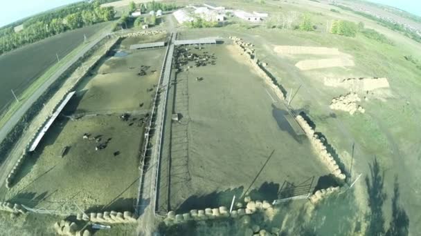 Mini Süt Sığır Çiftliği Havadan Görünüm — Stok video